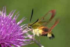 Hemaris fuciformis