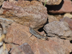 Ramburiella hispanica