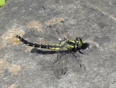 Hylogomphus adelphus