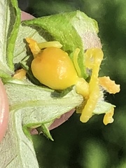 Smicronyx sculpticollis