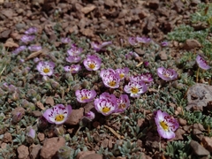 Montiopsis potentilloides