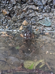 Limnonectes fujianensis