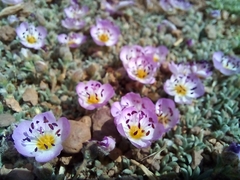 Montiopsis potentilloides