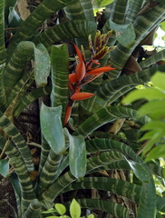 Aechmea chantinii