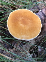 Gyroporus