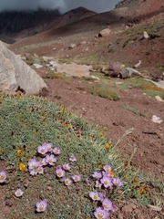 Montiopsis potentilloides