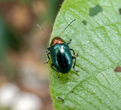 Hermesilla fulgidicollis