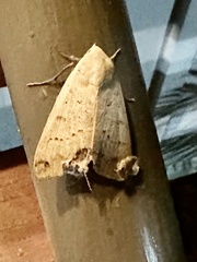 Ophiusa disjungens