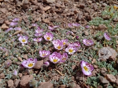 Montiopsis potentilloides