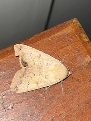 Ophiusa disjungens