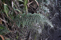 Polystichum chilense