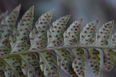 Polystichum chilense