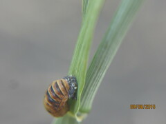 Coccinella