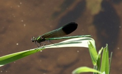 Calopteryx aequabilis