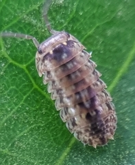 Armadillidae