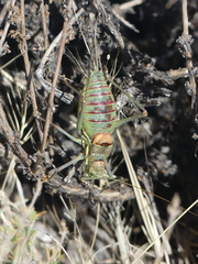 Steropleurus andalusius