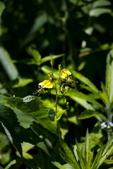 Aneilema aequinoctiale