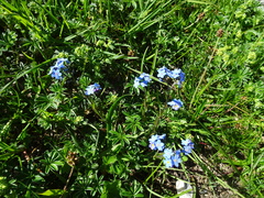 Myosotis alpestris