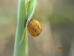 Coccinella