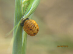 Coccinella