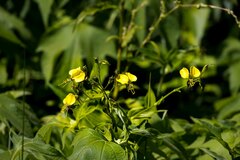 Aneilema aequinoctiale