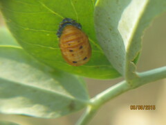 Coccinella