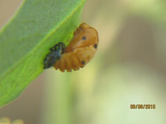 Coccinella