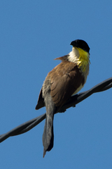 Centropus superciliosus burchellii