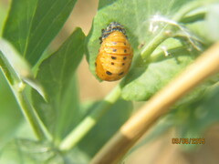 Coccinella