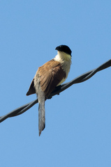 Centropus superciliosus burchellii