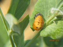 Coccinella