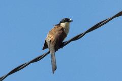 Centropus superciliosus burchellii