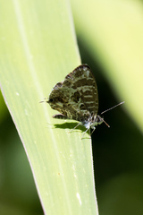 Cacyreus lingeus