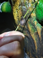 Plectotropis mackensii