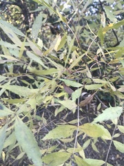 Fraxinus angustifolia