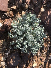 Albuca spiralis
