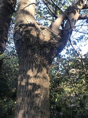 Fraxinus angustifolia