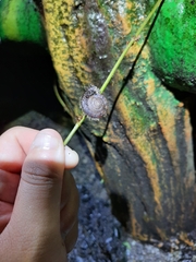 Plectotropis mackensii