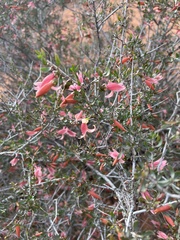 Eremophila maculata