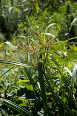Cyperus dives