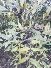 Fraxinus angustifolia