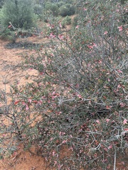 Eremophila maculata