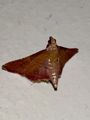 Endotricha mesenterialis