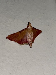 Endotricha mesenterialis