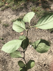 Crataegus berberifolia