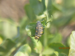 Coccinella