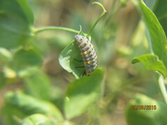Coccinella