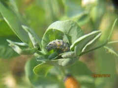 Coccinella