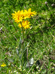 Senecio doronicum