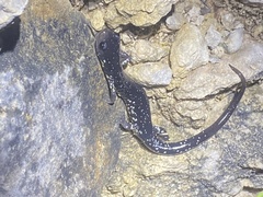 Plethodon albagula